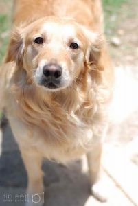 Golden Retriever Rescue Memphis