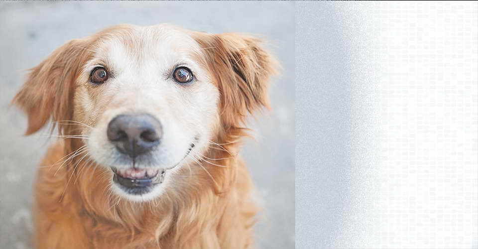 Golden Retriever Rescue Miami