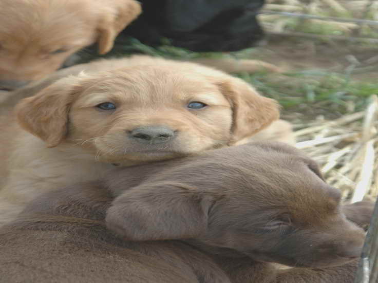 Golden Retriever Rescue Minnesota