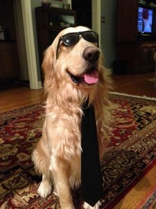 Golden Retriever Rescue New England