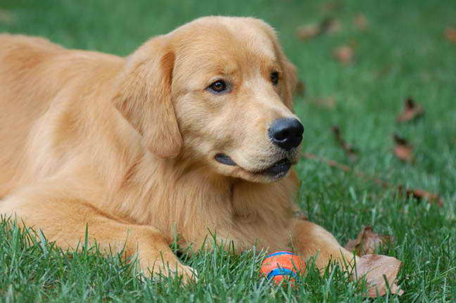 Golden Retriever Rescue North Carolina