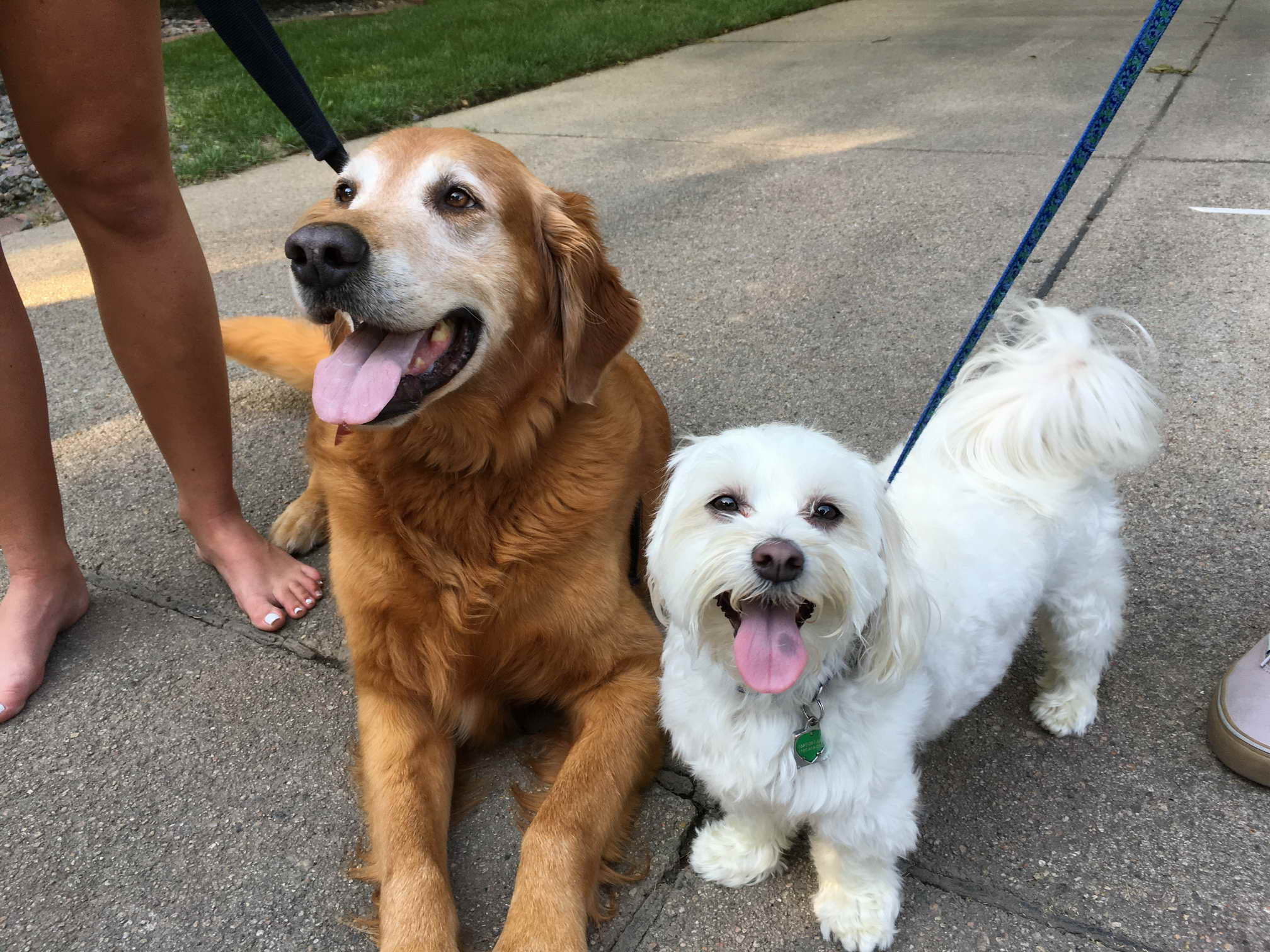 Golden Retriever Rescue Omaha