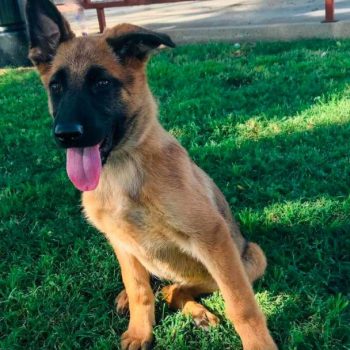 German Shepherd Puppies For Sale In Syracuse Ny