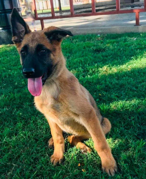 German Shepherd Puppies For Sale In Syracuse Ny