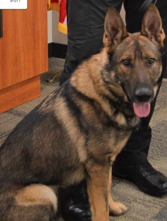 German Shepherd Puppies Milwaukee