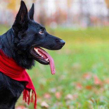 German Shepherd Scarf