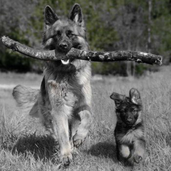 German Shepherd Training Age