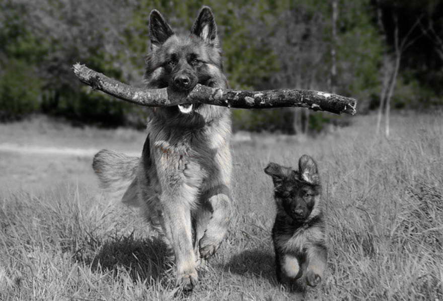 German Shepherd Training Age
