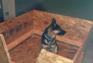 German Shepherd Whelping