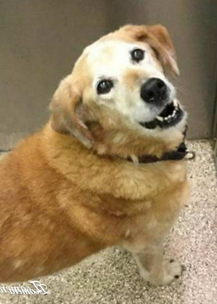 Golden Retriever Rescue Reno Nv