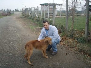 Golden Retriever Rescue Sacramento