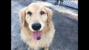 Golden Retriever Rescue Tampa