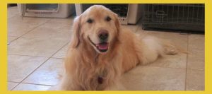 Golden Retriever Rescues In Arizona
