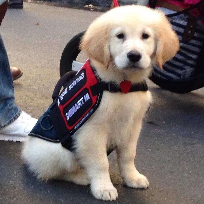 Golden Retriever Service Dog Adoption
