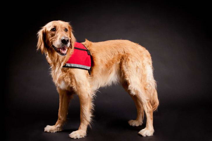 Golden Retriever Service Dogs Adoption