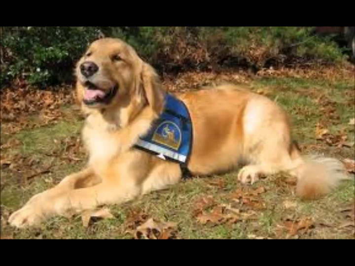 Golden Retriever Service Dogs