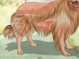 Golden Retriever Skin Allergies