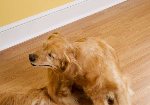 Golden Retriever Skin Problems Remedies