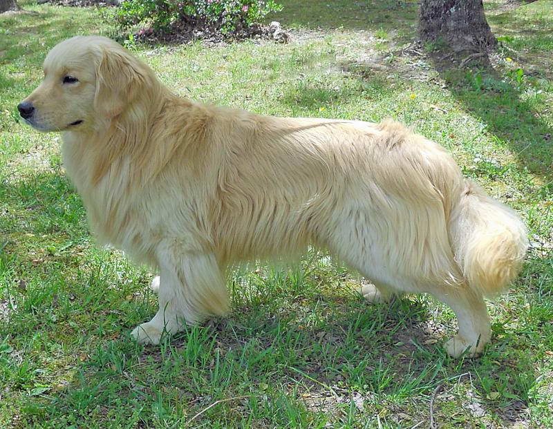 Golden Retriever Stud Fees