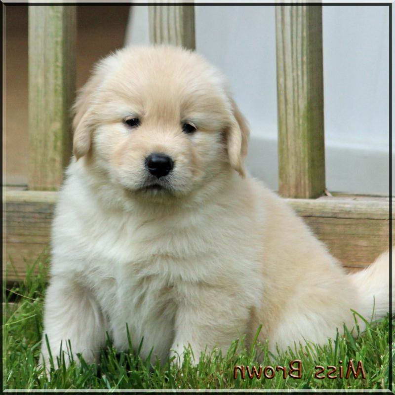 Golden Retriever Tennessee