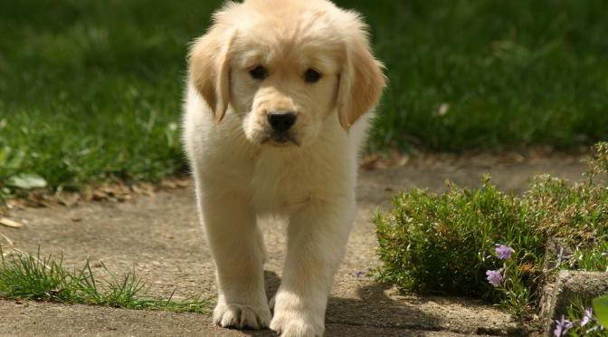 Golden Retriever That Stay Small