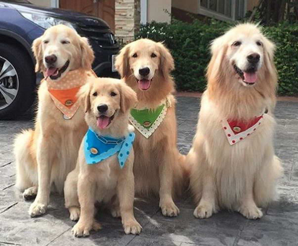 Golden Retriever Tips