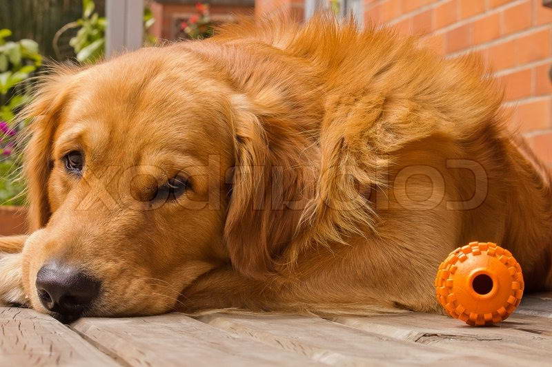 Golden Retriever Toy Dog