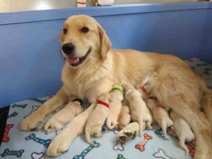 Golden Retriever Tucson