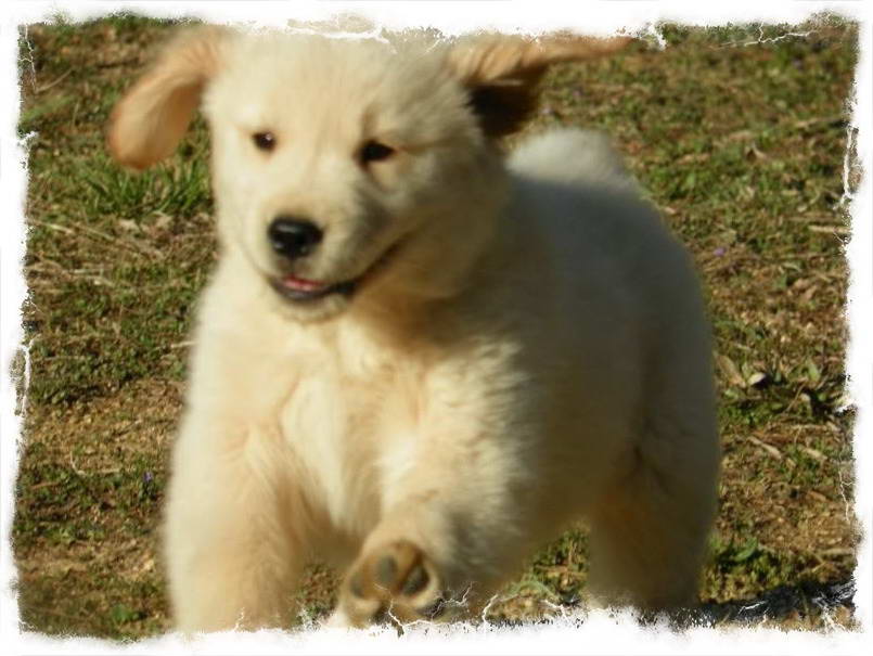 Golden Retriever Va