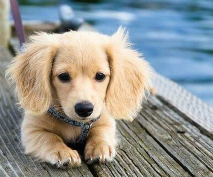 Golden Retriever Weiner Dog Mix For Sale
