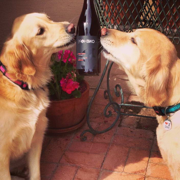 Golden Retriever Wine