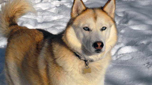 Golden Siberian Husky