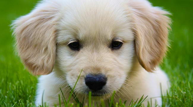 Golden Terrier Puppy