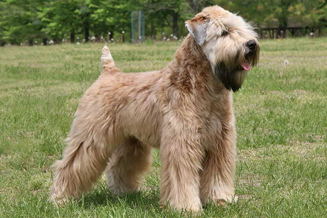 Golden Wheaten Terrier Puppies For Sale