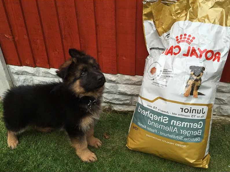 Good Dog Food For German Shepherd Puppies