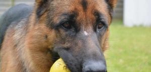 Good Toys For German Shepherd Puppies