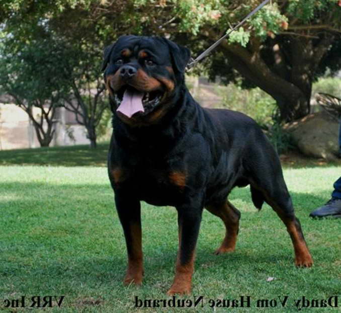 Google Rottweiler