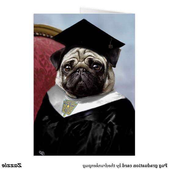 Graduation Pug