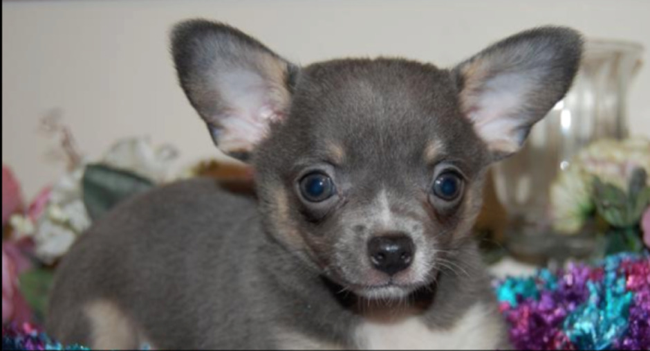 Gray Chihuahua Puppies
