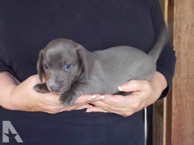 Gray Dachshund For Sale