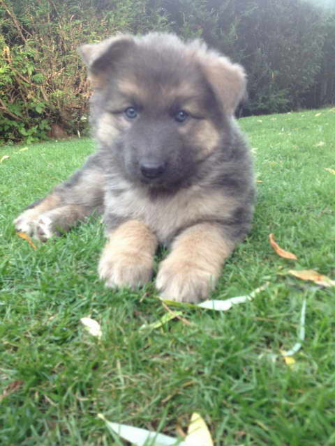 Gray German Shepherd Puppies