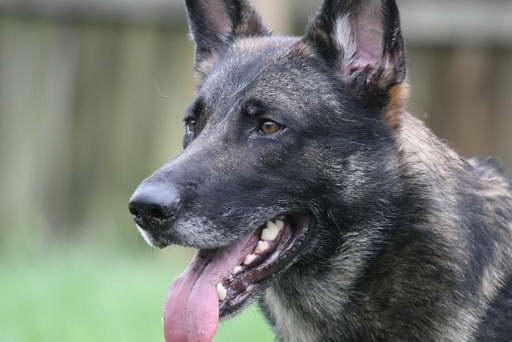 Gray German Shepherd