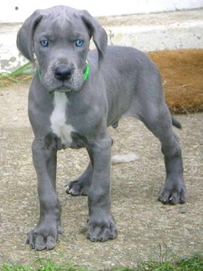 Gray Great Dane Puppies For Sale