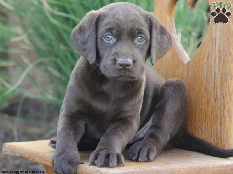Gray Labrador For Sale