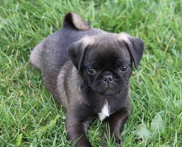 Gray Pug