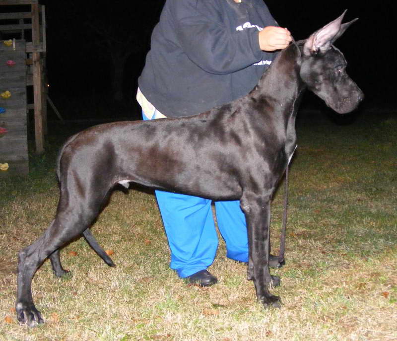 Great Dane Adoption Houston