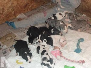 Great Dane Adoption Ohio