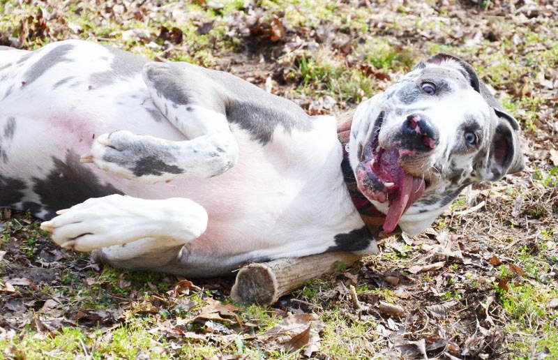 Great Dane Adoption