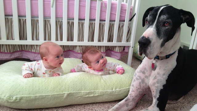 Great Dane And Babies
