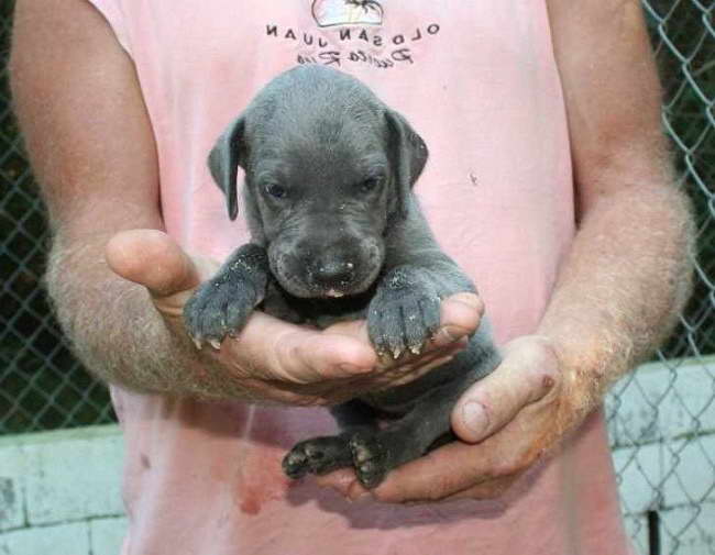 Great Dane Arkansas